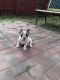 French Bulldog Puppies for sale in Tomball, TX, USA. price: $1,600