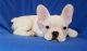 French Bulldog Puppies for sale in Bowie, MD, USA. price: NA