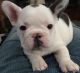 French Bulldog Puppies for sale in Atlanta, GA 30384, USA. price: NA