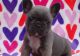French Bulldog Puppies for sale in Newark, NJ 07107, USA. price: $400