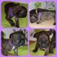 French Bulldog Puppies for sale in Philomath, OR 97370, USA. price: NA