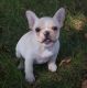 French Bulldog Puppies for sale in Philadelphia, PA 19116, USA. price: $600