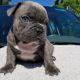 French Bulldog Puppies for sale in Las Cruces, NM, USA. price: NA