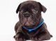 French Bulldog Puppies for sale in Newark, DE, USA. price: $500