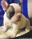French Bulldog Puppies for sale in Anchorage, AK, USA. price: $400