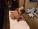 French Bulldog Puppies for sale in 12015 Cottageville Hwy, Cottageville, SC 29435, USA. price: NA