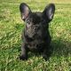 French Bulldog Puppies for sale in Mound, MN 55364, USA. price: $650