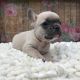 French Bulldog Puppies for sale in Scranton Rd, San Diego, CA 92121, USA. price: NA
