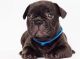 French Bulldog Puppies for sale in Camp Lejeune, NC 28547, USA. price: NA