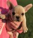 French Bulldog Puppies for sale in Lansing, MI, USA. price: $500