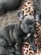 French Bulldog Puppies for sale in Madison, WI, USA. price: $400