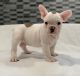 French Bulldog Puppies for sale in Ehrhardt, SC 29081, USA. price: $500