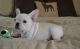 French Bulldog Puppies for sale in Gillette, WY, USA. price: $600