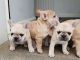 French Bulldog Puppies for sale in Louisville, KY, USA. price: NA