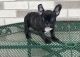 French Bulldog Puppies for sale in Spartanburg, SC, USA. price: $600