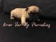 French Bulldog Puppies for sale in Rome, GA 30165, USA. price: $2,500