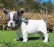 French Bulldog Puppies for sale in 90005 Peterson Hill Rd, Bayfield, WI 54814, USA. price: NA