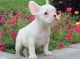 French Bulldog Puppies for sale in Polvadera, NM 87828, USA. price: NA