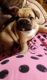 French Bulldog Puppies for sale in Salisbury, NC, USA. price: NA