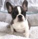 French Bulldog Puppies for sale in Lansing, MI 48930, USA. price: $500
