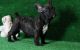 French Bulldog Puppies for sale in S Inglewood Ave, Inglewood, CA, USA. price: $500