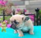 French Bulldog Puppies for sale in Paden City, WV 26159, USA. price: NA