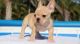French Bulldog Puppies for sale in Bluff City, AR, USA. price: $650