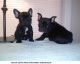 French Bulldog Puppies for sale in 7378 County Rd 450 E, Newton, IL 62448, USA. price: $500