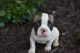 French Bulldog Puppies for sale in Charleston, AR 72933, USA. price: NA
