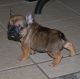 French Bulldog Puppies for sale in Phoenix, AZ 85032, USA. price: $3,000