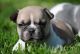 French Bulldog Puppies for sale in Oakland, OR 97462, USA. price: $2