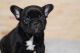 French Bulldog Puppies for sale in The Woodlands, TX, USA. price: $3,000