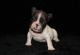 French Bulldog Puppies for sale in Easton, KS 66020, USA. price: NA