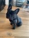 French Bulldog Puppies for sale in Salem, OR, USA. price: $1,500