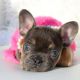 French Bulldog Puppies for sale in Valley Springs, CA 95252, USA. price: $6,500