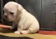 French Bulldog Puppies for sale in 2121 E Avenue I, Lancaster, CA 93535, USA. price: NA