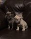 French Bulldog Puppies for sale in Troy, OH 45373, USA. price: NA