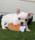French Bulldog Puppies for sale in 1310 Graham Trace Ln, League City, TX 77573, USA. price: NA