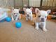 French Bulldog Puppies for sale in Pennsylvania Turnpike, Pennsylvania, USA. price: NA