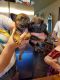 French Bulldog Puppies for sale in Chula Vista, CA, USA. price: $4,000