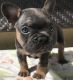 French Bulldog Puppies for sale in Athens, GA, USA. price: $650