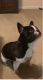 French Bulldog Puppies for sale in Sonoma, CA 95476, USA. price: $1,500
