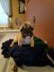 French Bulldog Puppies for sale in Middleborough, MA, USA. price: $2,675