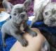 French Bulldog Puppies for sale in Clyde, TX 79510, USA. price: NA