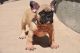 French Bulldog Puppies for sale in Peoria, AZ 85381, USA. price: $3,000