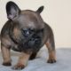 French Bulldog Puppies for sale in Chula Vista, CA, USA. price: $4,000