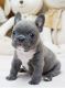 French Bulldog Puppies for sale in Minneapolis, MN, USA. price: $500