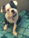 French Bulldog Puppies for sale in North Hills, Los Angeles, CA, USA. price: NA