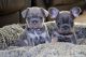 French Bulldog Puppies for sale in Newark, NJ, USA. price: $890
