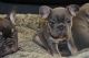 French Bulldog Puppies for sale in Newark, NJ, USA. price: $820